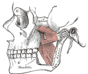 muscles-in-the-jaw